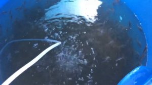 Перевозка живой рыбы!!!