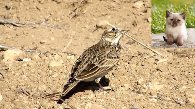 Полевой жаворонок - Alauda arvensis смотреть онлайн