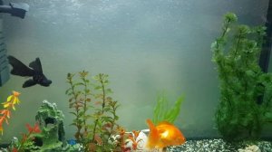 Что за икра в аквариуме? Помогите!
