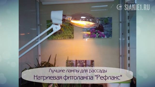 Почему рассада падает и что делать смотреть онлайн