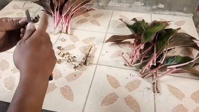 Propagation of Aglaonema Plants on Land With Stem Cuttings ( Aglaonema Siam Aurora) смотреть онлайн