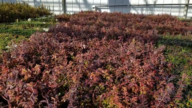 Common Blueberry - Vaccinium myrtilloides - Fall Colour of Seedlings смотреть онлайн