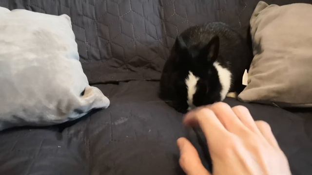 Как рычит кролик смотреть онлайн