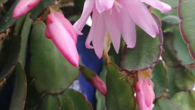 INCREÍBLE el CAMBIO de la HATIORA 🌷 смотреть онлайн