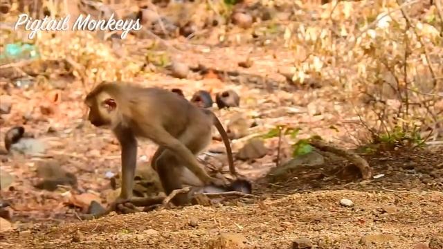 Cruelly Mistreat Tiny Baby Emlily By So Mean Young Kidnapper Milody смотреть онлайн