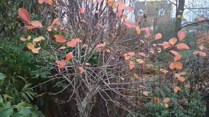 штамб из черноплодки за сезон