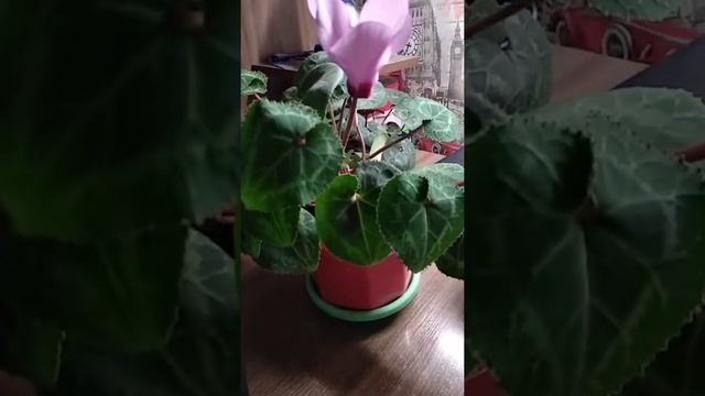 Цикломен смотреть онлайн