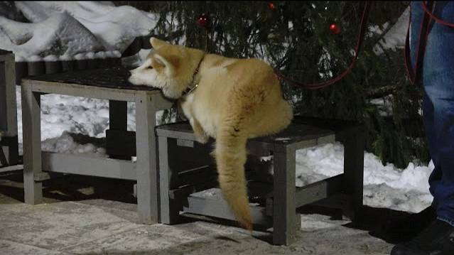 ДТ-113. Дрессировка щенка акиты-ину. Основы.