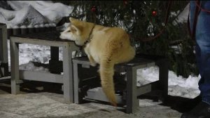 ДТ-113. Дрессировка щенка акиты-ину. Основы.