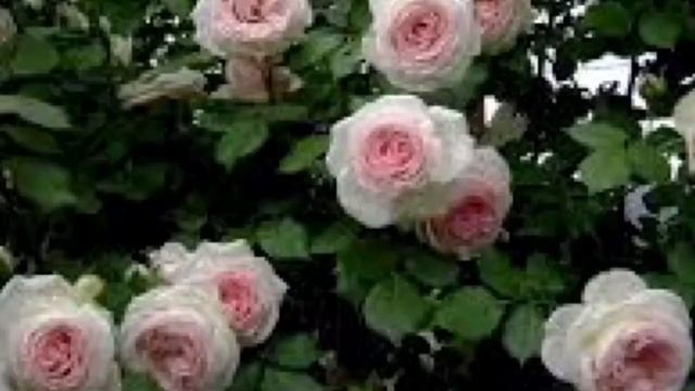 Розы-заказ на весну 2021 из питомника roza-kuban.ru. ; Не смогла удержаться?♀️?? смотреть онлайн