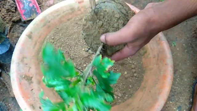নীল জবা 🌺 প্রতিস্থাপন || How To Grow Blue Hibiscus at Home || নীল জবা || смотреть онлайн