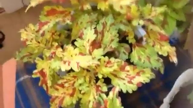 Колеусы через полгода смотреть онлайн