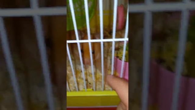 Кто хомяк кушает овощи и фрукты 🍓 смотреть онлайн
