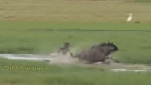 Hyena vs Baboon Real Fight! смотреть онлайн