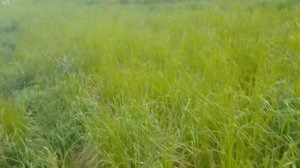 Ежа! Трава на сено! Что посеять на сено и корм коровам?