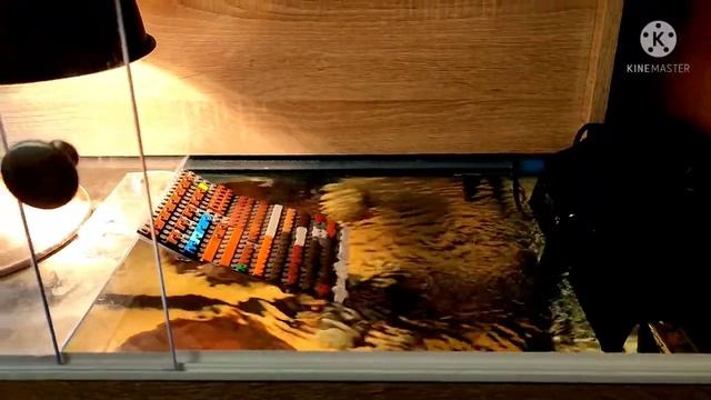 Как обустроить домик для красноухой черепахи. смотреть онлайн