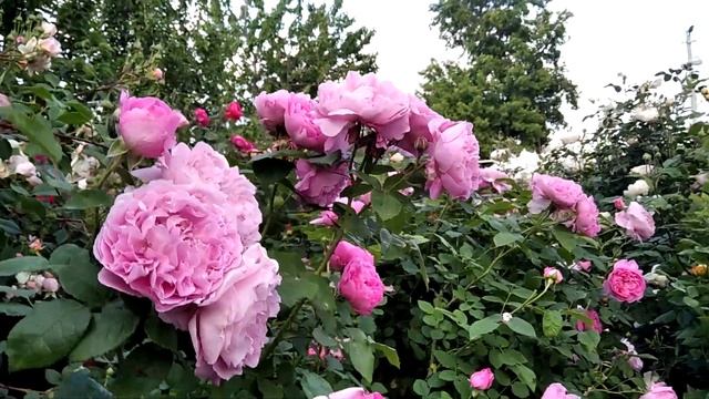 Очарована английскими розами. Розы Golden Celebration, Mary Rose. смотреть онлайн