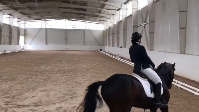 Выездка. Тест FEI 4 years . Молодые лошади . Браво. Брависсимо2014. Рвп. 1 старт смотреть онлайн