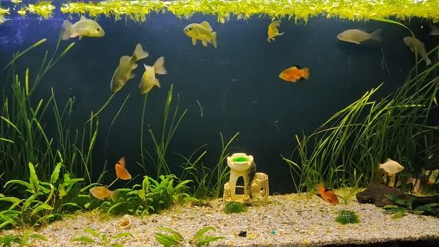 Золотой карась в аквариуме смотреть онлайн