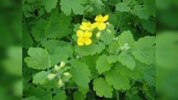 Ծիծեռնախոտ դեղաբույսը բուժում է ցանկացած մաշկային ուռուցքներ գոյացություններ💯💯👆👆