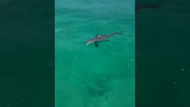 My new pet dolphin смотреть онлайн