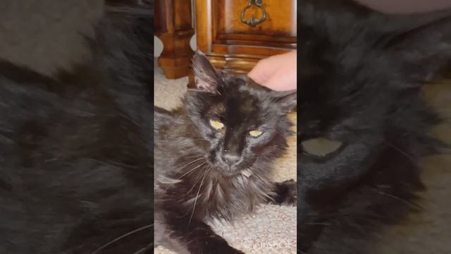 Cat-sitting A Hide-Under-The-Bed Floof смотреть онлайн