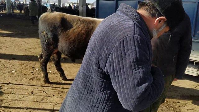 ЖИВОЙ ВЕС / БАЗАР БААСЫ смотреть онлайн