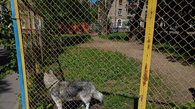 Человек Собакам - Друг! Московские Собаки чувствуют любовь. смотреть онлайн