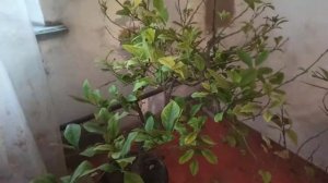 Лимоны дома - выращивание, уход и наши ошибки