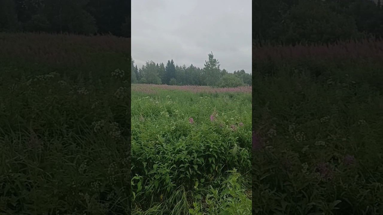 Поле с иван-чаем смотреть онлайн