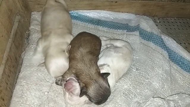 Pekines balalar смотреть онлайн