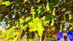 Чтобы получить наследство деда, Максим женился на официантке. Но спустя пять лет всех ждал сюрприз.