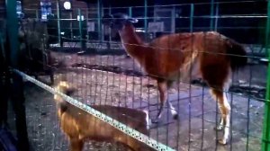 Лама плюется.