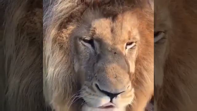 РЫЧАНИЕ ЛЬВА /РЁВ/как рычат львы#рычаниельва #львы#рык смотреть онлайн