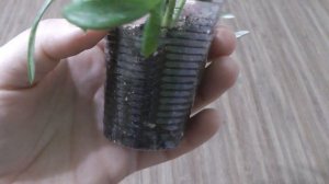 Черенкование Гацании