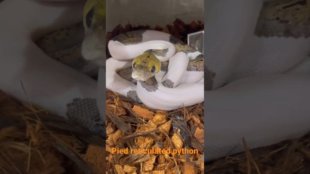 Pied reticulated python смотреть онлайн