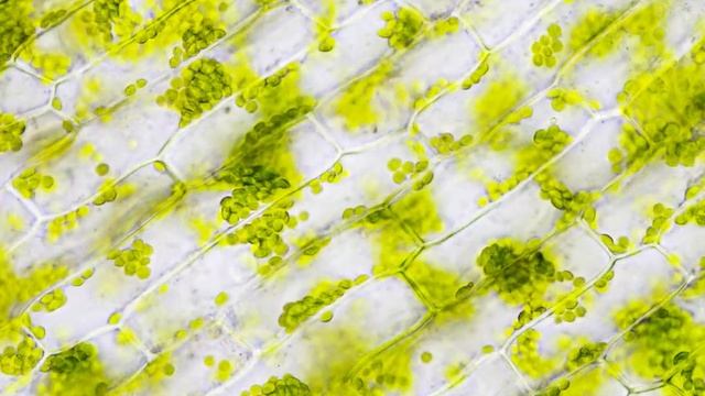 Cytoplasmic Streaming of Chloroplasts in Elodea Densa leaf (speed x20) смотреть онлайн