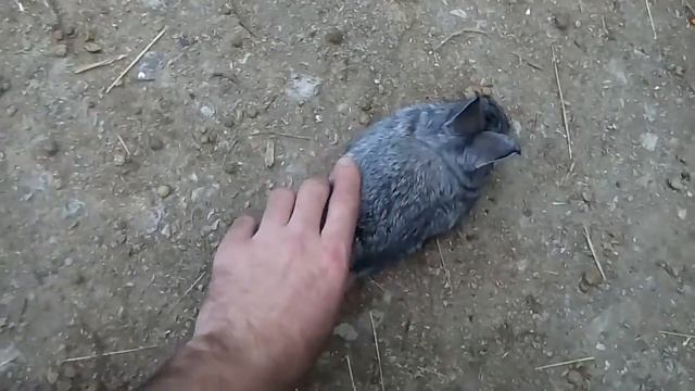 У кролика отказали задние лапы смотреть онлайн