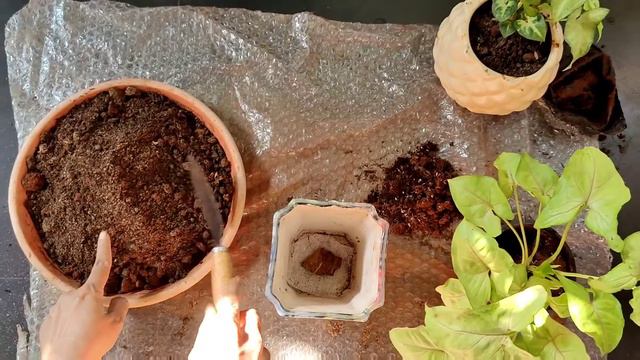 How to repot syngonium and it's soil mix preparation смотреть онлайн