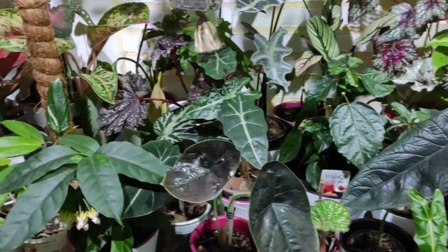 Алоказия...адаптация ...пересадка..и размножение алоказии луковичками....В гостях у Оксаночки!