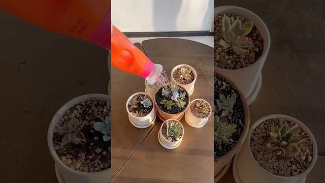 Make your life easier with Puff hacks ? #thatlittlepuff #catsofyoutube #lifehack смотреть онлайн