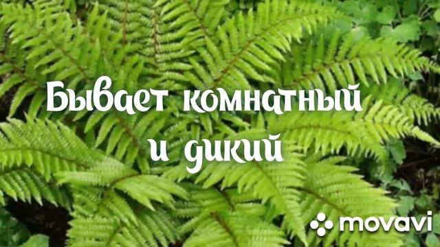 Википедия ПАПОРОТНИК (в видео формате) для детей смотреть онлайн