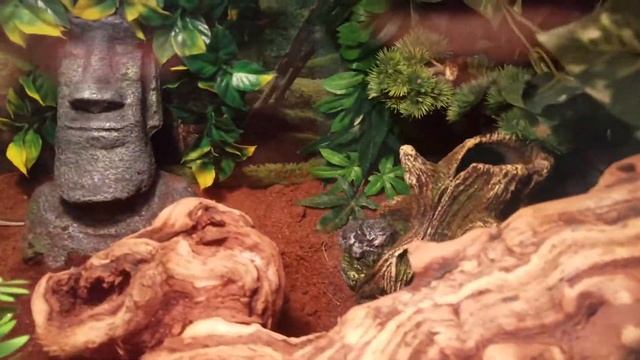 Ball python setup update смотреть онлайн