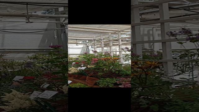 Выставка лилий и флоксов смотреть онлайн