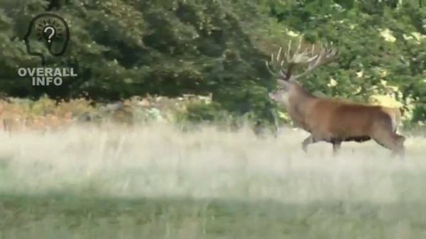 STAG FACTS IN URDU | STAG HIDDEN FACTS | BARASINGHA FACTS | ANIMAL FACTS |  بارہ سنگھا کے خواص