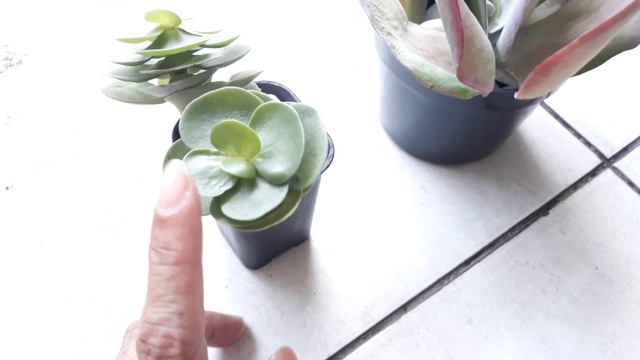 SUKULEN PORTULACA MOLOKINIENSIS DAN SUKULEN FLAPJACK / KUPU KUPU смотреть онлайн