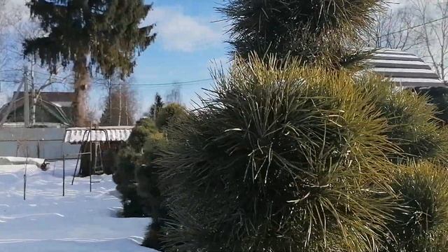 Декоративность нашей кедровой сосны в сравнении с соснами ниваки совсем никакая. 11.02.2023 смотреть онлайн