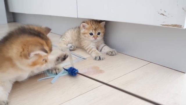 The way they play with toys shows my cat's personality смотреть онлайн
