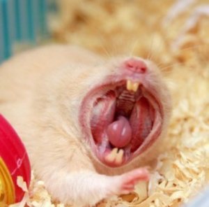 МИЛЫЕ ХОМЯКИ. ОБРЕЗАЮ ЗУБЫ