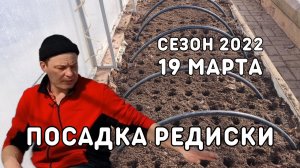 посадка редиски и салатов в теплице 19 марта Москва сезон 2022